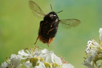 Red-tailed bumblebee (Bombus lapidarius), bumblebee, detached