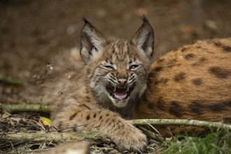 Eurasian lynx (Lynx lynx) with young