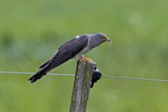Common cuckoo (Cuculus canorus)
