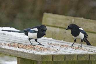Eurasian magpies (Pica pica)