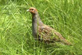 Grey Partridge (Perdix perdix)