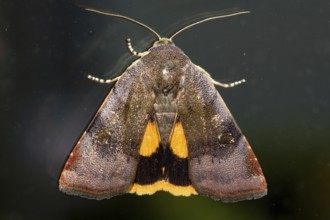 Small broad-edged yellow lesser broad bordered yellow underwing (Noctua janthe)