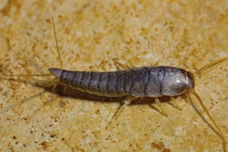 Silverfish (Lepisma saccharina), stone slab