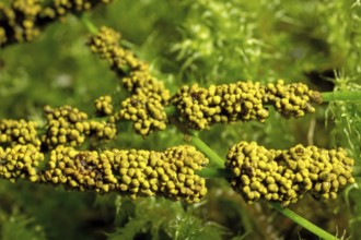 Slime mould (Physarum virescens)