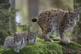 Eurasian lynx (Lynx lynx) and cubs