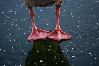 Greylag goose (Anser anser), feet on ice