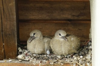 Pigeons, young birds in nest, pigeon nest on farmhouse, Bavaria, Germany, Europe