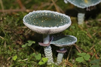 Verdigris agaric (Stropharia aeruginosa)