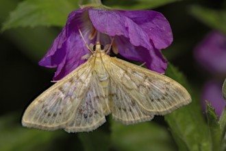 Mother of pearl moth (Pleuroptya ruralis)