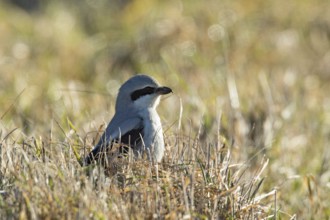 Great grey shrike (Lanius excubitor), Bavaria, Germany, Europe