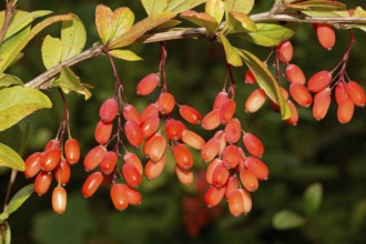 European barberry (Berberis vulgaris)