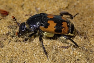 Common sexton beetle (Nicrophorus vespillo)
