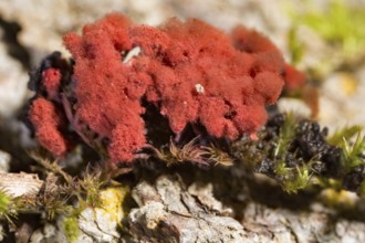 Carnival candy slime mold (Arcyria denudata)