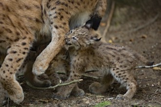Eurasian lynx (Lynx lynx) with young