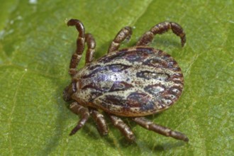 Marsh tick (Dermacentor reticulatus), male