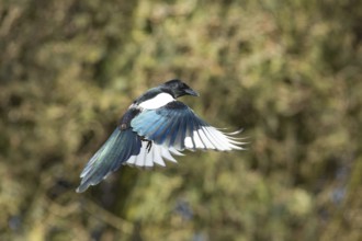 Eurasian magpie (Pica pica)