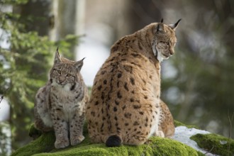 Eurasian lynx (Lynx lynx) with young