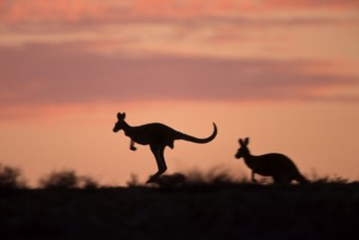 Red Kangaroos (Macropus rufus), Sturt national park, New South Wales, Australia, Rote