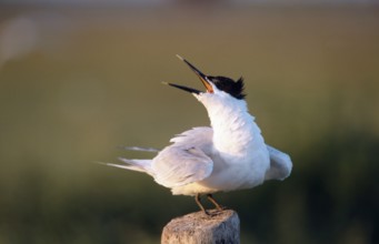 Sandwich Tern (Thalasseus sandvicensis) Tern, Terns, Belgium, Europe