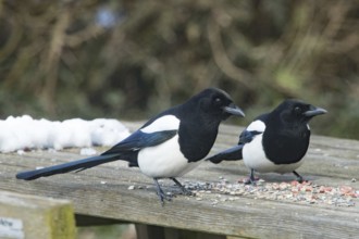 Eurasian magpies (Pica pica)