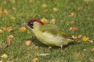 European green woodpecker (Picus viridis), male