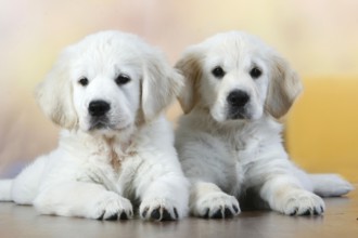 Golden Retriever, Puppies