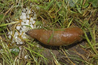 Red slug (Arion rufus), eggs