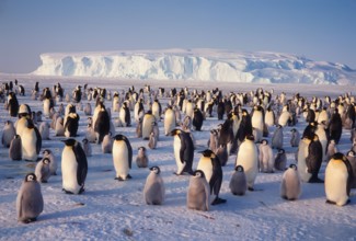 Emperor Penguin Colony, Dawson-Lambton Glacier, Antarctica