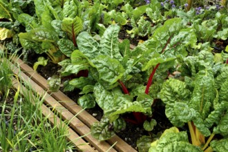 Vegetable bed with chard (Beta vulgaris cicla)