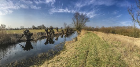 NSG Südliche Leineaue, Laatzen, wicker (Salix viminalis), banks of the Alte Leine