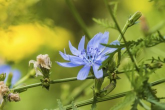 NSG Liebenauer Gruben, Nienburg, common Common chicory (Cichorium intybus), Germany, Europe