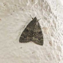 Germany, Meldenflureule (Anarta trifolii), on house wall, Europe
