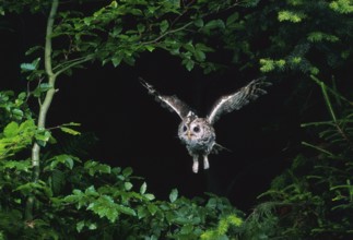Tawny Owl (Strix aluco)
