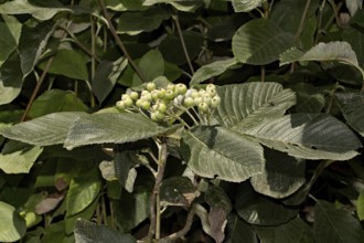 Whitebeam (Sorbus aria)