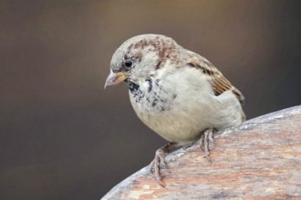 House sparrow (Passer domesticus), male, Berlin, Germany, Europe