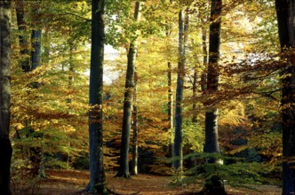 Autumn forest