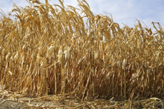 Withered cornfield, dry summer 2018, drought, Wetterau, Hesse, Germany, Europe