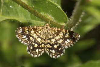 Heather lattice moth (Chiasmia clathrata)