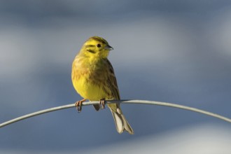 Yellowhammer (Emberiza citrinella), male