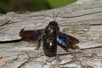 Purple violet carpenter bee (Xylocopa violacea)