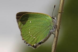 Green hairstreak (Callophrys rubi)