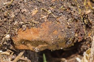 False Truffle fungus (Elaphomyces granulatus)
