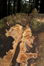 Fragrant Fire Sponge (Phellinus pouzarii)