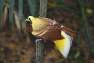 Lesser Bird of paradise (Paradisaea minor), male