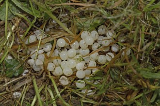 Red slug (Arion rufus), eggs