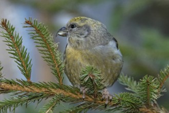 Common crossbill (Loxia curvirostra), female
