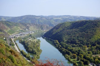 View of Hatzenport, vineyards and Moselle, Moselsteig, terraced Moselle, Moselle valley, Eifel,
