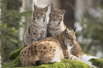 Eurasian lynx (Lynx lynx) and cubs