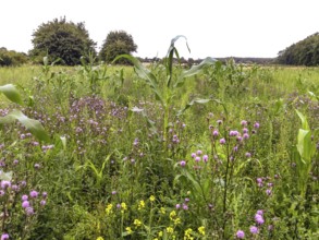 Green fallow with field thistle (Cirsium avense) and rape (Brassica napus) on former maize field