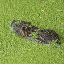 Nature reserve (Myocastor coypus) Südliche Leineaue, Hannover, Germany, Europe